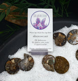 Triassic Ammonite pair\slices