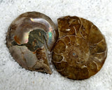 Triassic Ammonite pair\slices