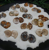 Triassic Ammonite pair\slices
