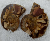 Triassic Ammonite pair\slices