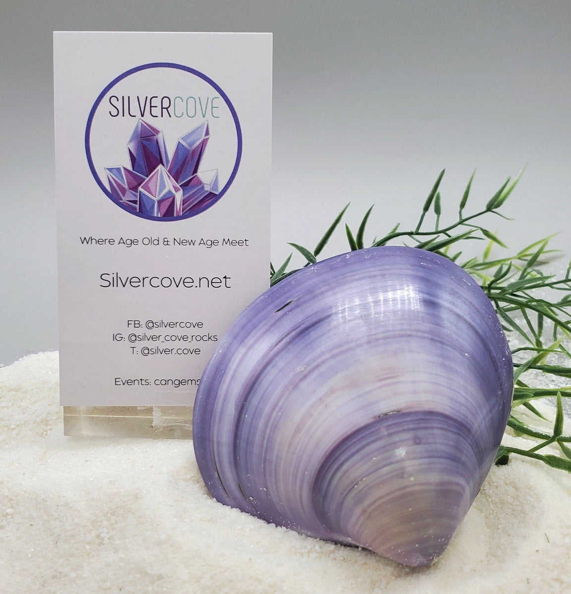 Indonesian Sea Shell (Meretrix Lusoria)❤️ – Silver Cove Ltd