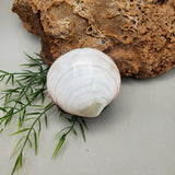 Sea Shell Trinket Box