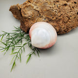 Sea Shell Trinket Box