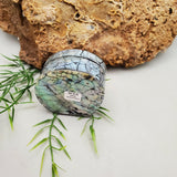 Sea Shell Trinket Box