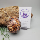 Tiger Cowrie and Abalone Shell Trinket Box