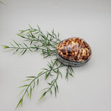 Tiger Cowrie and Abalone Shell Trinket Box