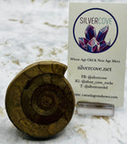Triassic Ammonite