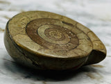 Triassic Ammonite