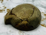 Triassic Ammonite