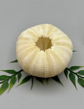 Sea Urchin