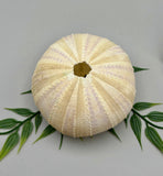 Sea Urchin