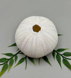Sea Urchin