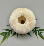 Sea Urchin