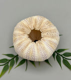 Sea Urchin