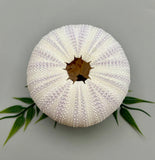 Sea Urchin