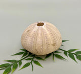 Sea Urchin