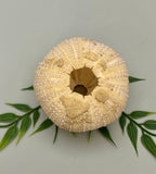 Sea Urchin