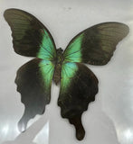 Preserved Butterfly
