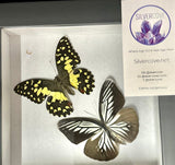 Preserved Butterfly