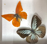Preserved Butterfly