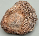 Fossilized Coral