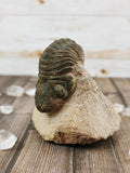 Morocops Trilobite on Pink Matrix