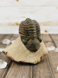 Morocops Trilobite on Pink Matrix