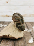 Morocops Trilobite on Pink Matrix