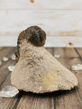 Morocops Trilobite on Pink Matrix
