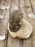 Morocops Trilobite on Pink Matrix