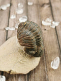 Morocops Trilobite on Pink Matrix