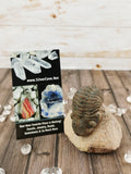 Morocops Trilobite on Pink Matrix