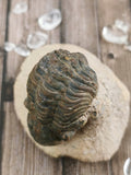 Morocops Trilobite on Pink Matrix