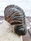 Morocops Trilobite on Pink Matrix