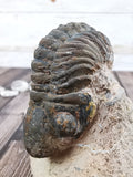 Morocops Trilobite on Pink Matrix