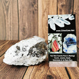 B.C. Garnet in Matrix Specimen