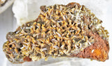 Wulfenite Specimens in Matrix
