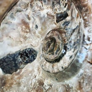The spiral shape of the...