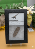 Sauropod Dinosaur Bone