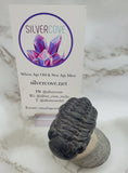 Genuine Trilobite Fossil ♥️