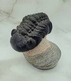 Genuine Trilobite Fossil ♥️