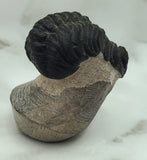 Genuine Trilobite Fossil ♥️
