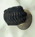 Genuine Trilobite Fossil ♥️