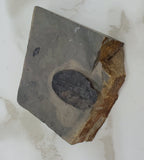 Genuine Trilobite Fossil ♥️