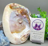 Large Abalone Shell