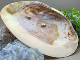 Large Abalone Shell