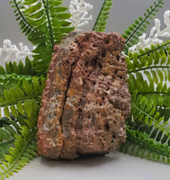 Fossilized Coral