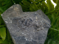 Fossil