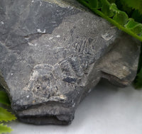 Fossil