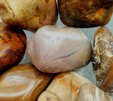 Tumbled Petrified Wood